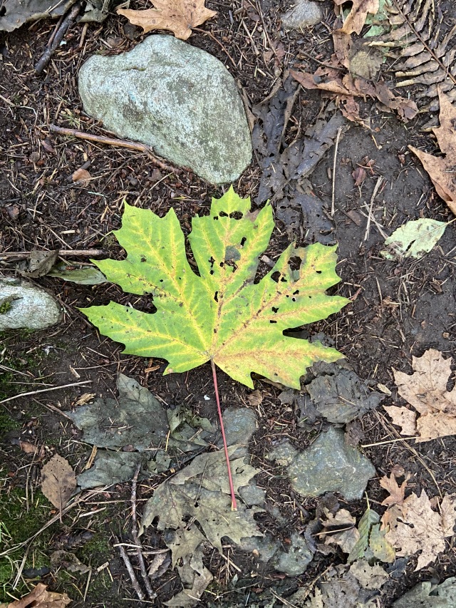 2020/10(October)/Lummi-Island-Kris-Bill-Sager-Washington-State/640x480_2020-10-10-Lummi-Island-WA-28-leaf.JPG