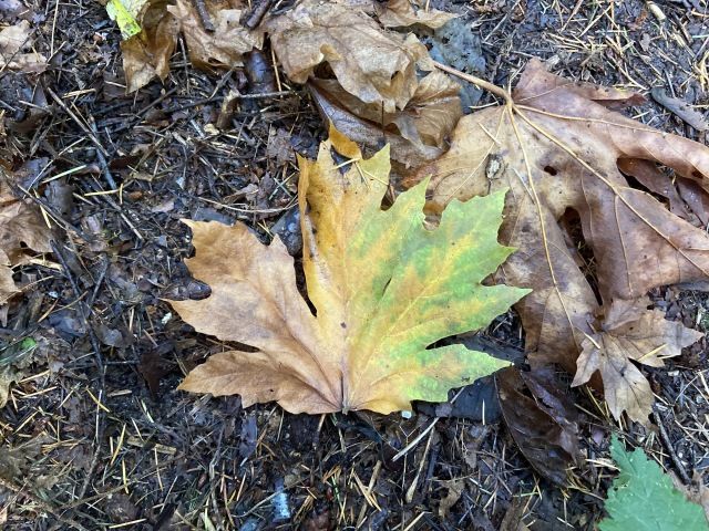 2020/10(October)/Lummi-Island-Kris-Bill-Sager-Washington-State/640x480_2020-10-10-Lummi-Island-WA-29-leaf.JPG
