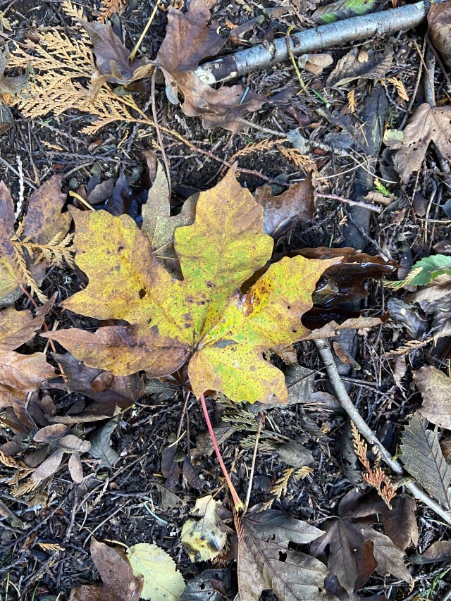 2020/10(October)/Lummi-Island-Kris-Bill-Sager-Washington-State/640x480_2020-10-10-Lummi-Island-WA-31-leaf.JPG