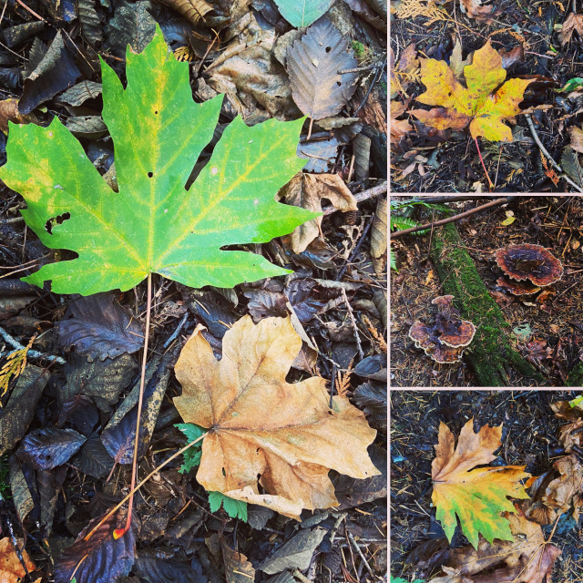 2020/10(October)/Lummi-Island-Kris-Bill-Sager-Washington-State/640x480_2020-10-10-Lummi-Island-WA-33-leaf.JPG