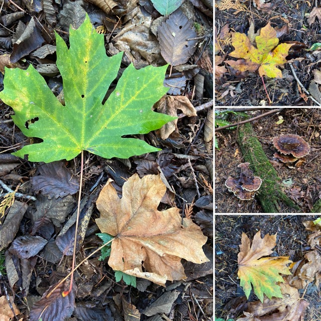 2020/10(October)/Lummi-Island-Kris-Bill-Sager-Washington-State/640x480_2020-10-10-Lummi-Island-WA-34-leaf.JPG