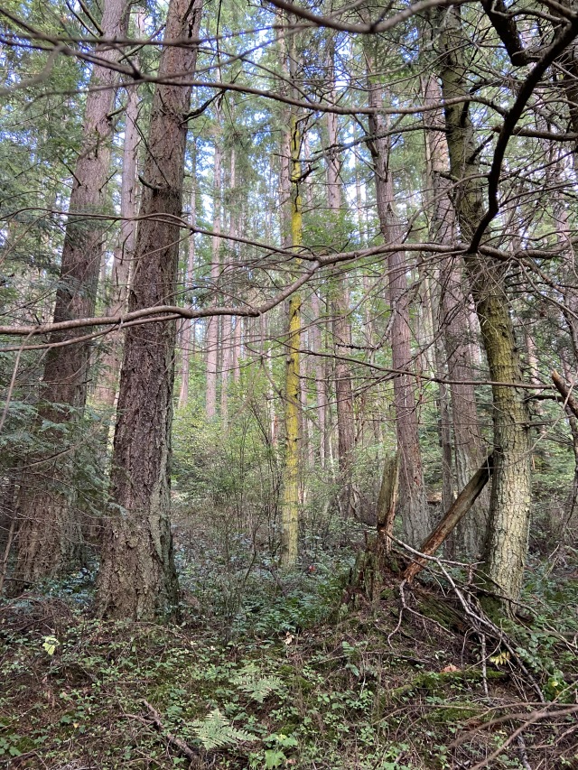 2020/10(October)/Lummi-Island-Kris-Bill-Sager-Washington-State/640x480_2020-10-10-Lummi-Island-WA-43.JPG