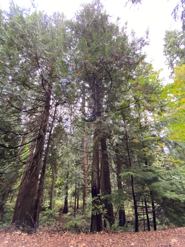 2020-10-12-Lummi-Island-WA-004-Whatcom-Falls-Park.JPG