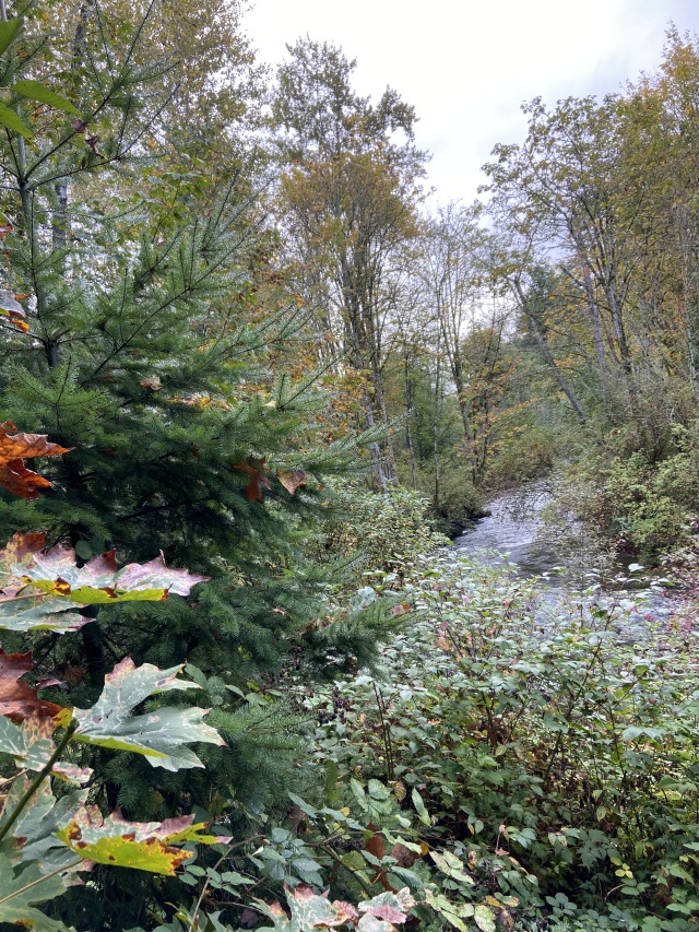 2020-10-12-Lummi-Island-WA-019-Whatcom-Falls-Park.JPG