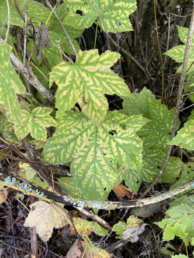 2020/10(October)/Lummi-Island-Kris-Bill-Sager-Washington-State/640x480_2020-10-12-Lummi-Island-WA-033-Whatcom-Falls-Park-leaf.JPG