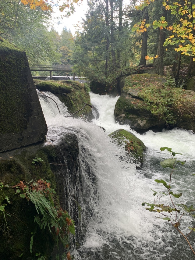2020/10(October)/Lummi-Island-Kris-Bill-Sager-Washington-State/640x480_2020-10-12-Lummi-Island-WA-042-Whatcom-Falls-Park.JPG