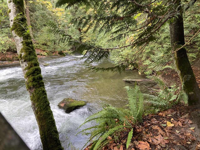 2020/10(October)/Lummi-Island-Kris-Bill-Sager-Washington-State/640x480_2020-10-12-Lummi-Island-WA-044-Whatcom-Falls-Park.JPG