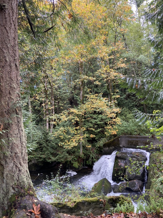 2020/10(October)/Lummi-Island-Kris-Bill-Sager-Washington-State/640x480_2020-10-12-Lummi-Island-WA-046-Whatcom-Falls-Park.JPG