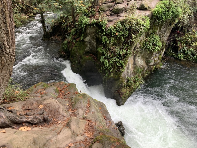 2020/10(October)/Lummi-Island-Kris-Bill-Sager-Washington-State/640x480_2020-10-12-Lummi-Island-WA-052-Whatcom-Falls-Park.JPG