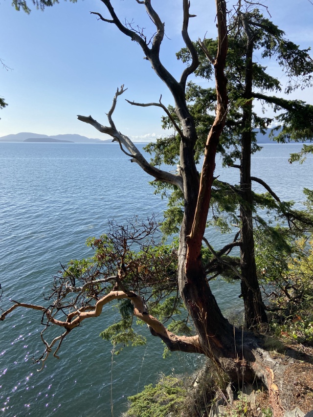 2020-10-12-Lummi-Island-WA-076-Larabee-State-Park.JPG
