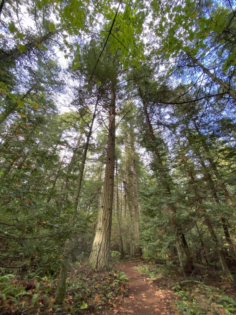 2020/10(October)/Lummi-Island-Kris-Bill-Sager-Washington-State/800x600_2020-10-10-Lummi-Island-WA-12.JPG