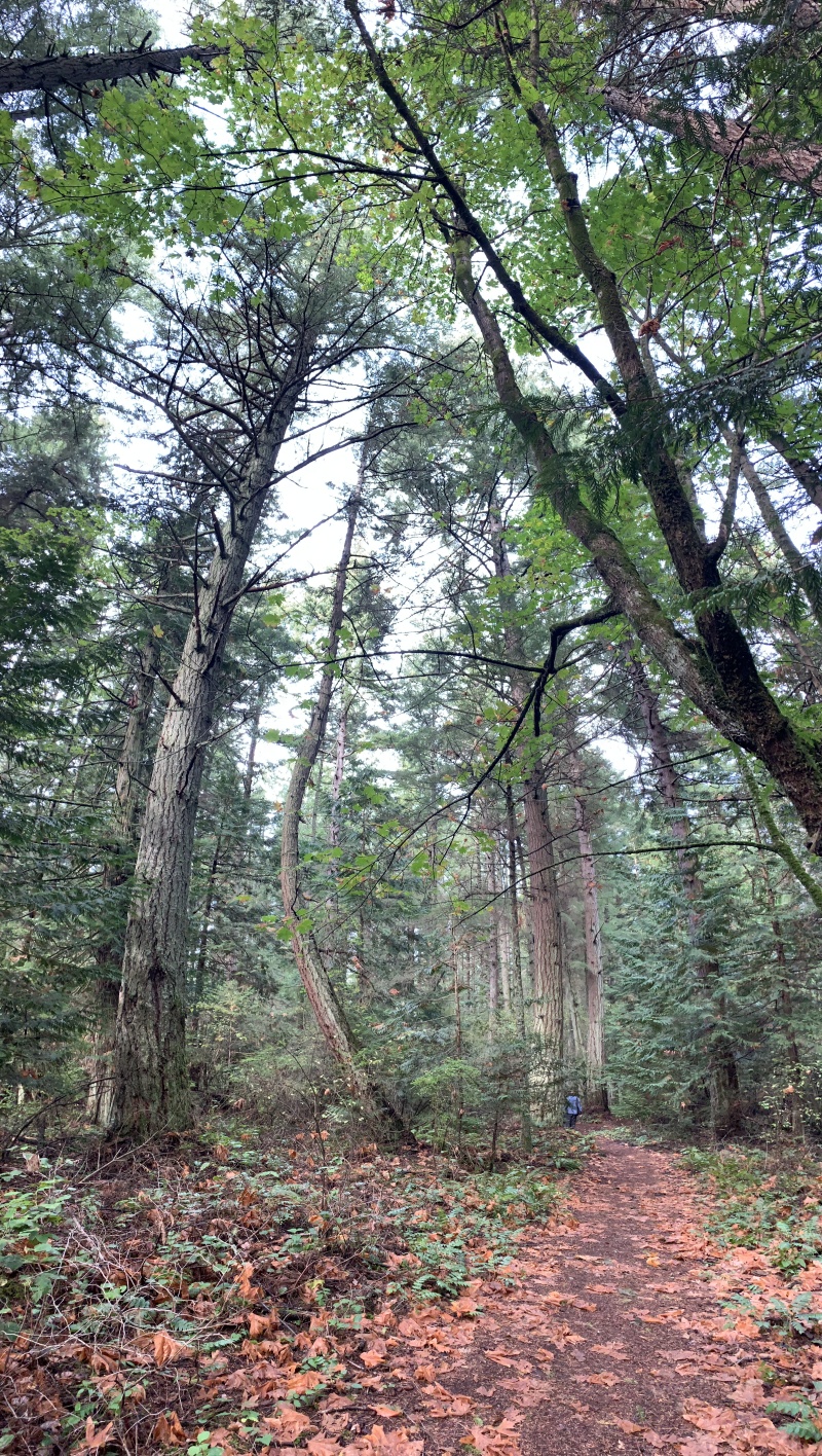2020/10(October)/Lummi-Island-Kris-Bill-Sager-Washington-State/800x600_2020-10-10-Lummi-Island-WA-15.JPG