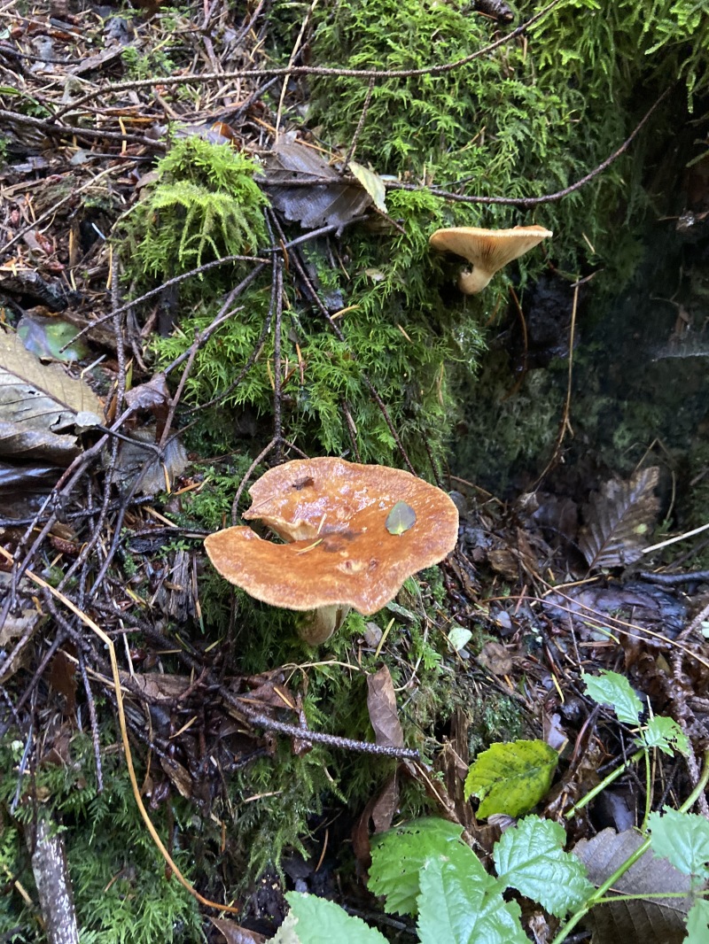 2020-10-10-Lummi-Island-WA-18.JPG