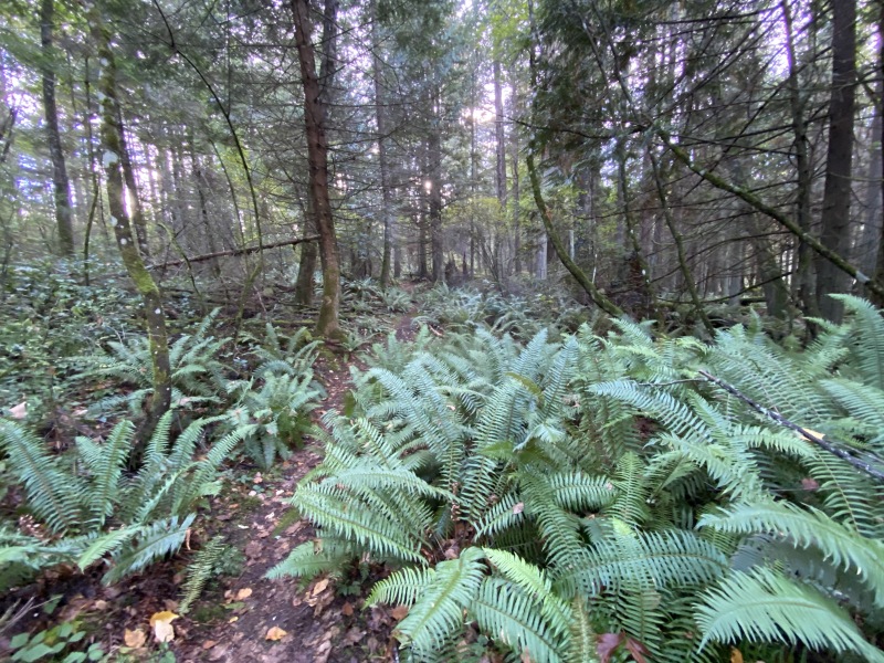 2020/10(October)/Lummi-Island-Kris-Bill-Sager-Washington-State/800x600_2020-10-10-Lummi-Island-WA-21.JPG