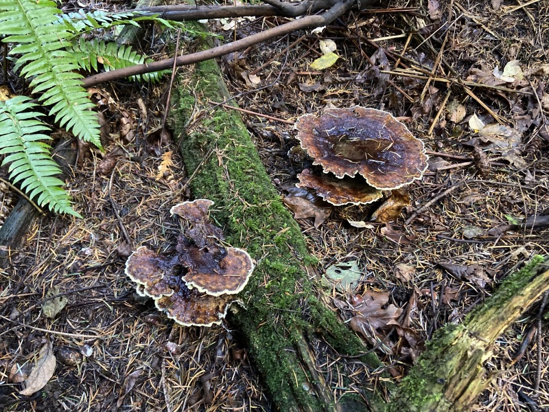 2020/10(October)/Lummi-Island-Kris-Bill-Sager-Washington-State/800x600_2020-10-10-Lummi-Island-WA-24.JPG