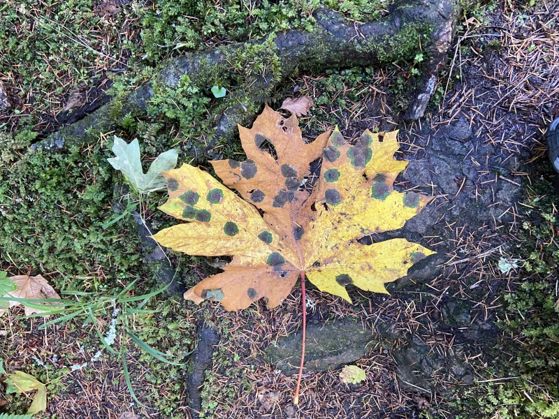 2020/10(October)/Lummi-Island-Kris-Bill-Sager-Washington-State/800x600_2020-10-10-Lummi-Island-WA-30-leaf.JPG