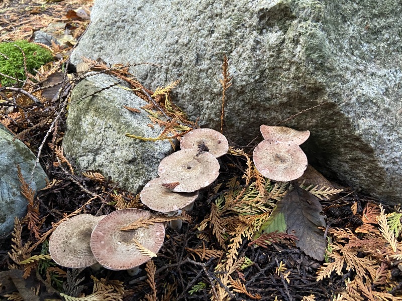 2020/10(October)/Lummi-Island-Kris-Bill-Sager-Washington-State/800x600_2020-10-10-Lummi-Island-WA-35.JPG