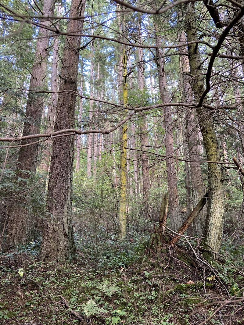 2020/10(October)/Lummi-Island-Kris-Bill-Sager-Washington-State/800x600_2020-10-10-Lummi-Island-WA-43.JPG