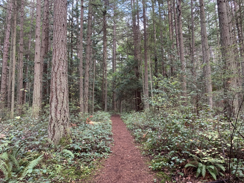 2020/10(October)/Lummi-Island-Kris-Bill-Sager-Washington-State/800x600_2020-10-10-Lummi-Island-WA-54.JPG