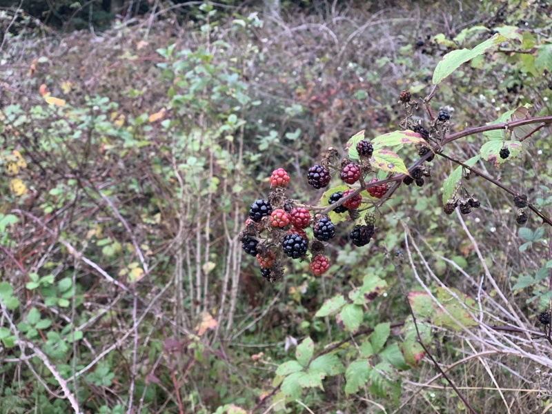 2020/10(October)/Lummi-Island-Kris-Bill-Sager-Washington-State/800x600_2020-10-11-Lummi-Island-WA-02.JPG