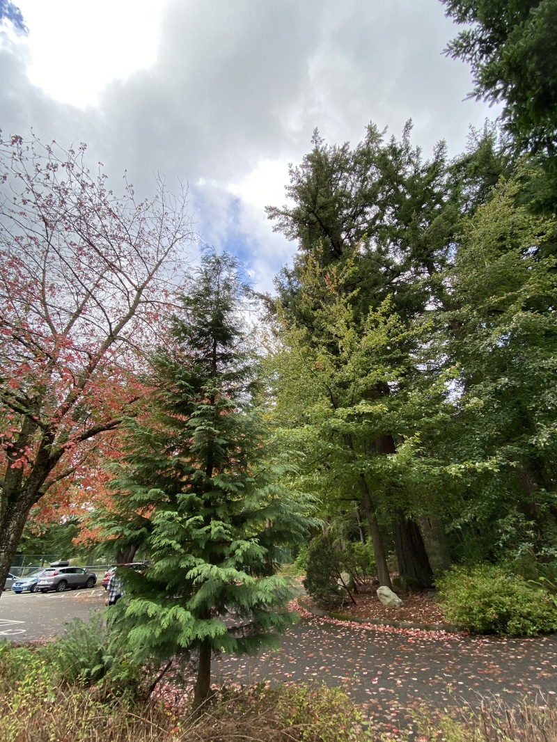 2020/10(October)/Lummi-Island-Kris-Bill-Sager-Washington-State/800x600_2020-10-12-Lummi-Island-WA-003-Whatcom-Falls-Park.JPG
