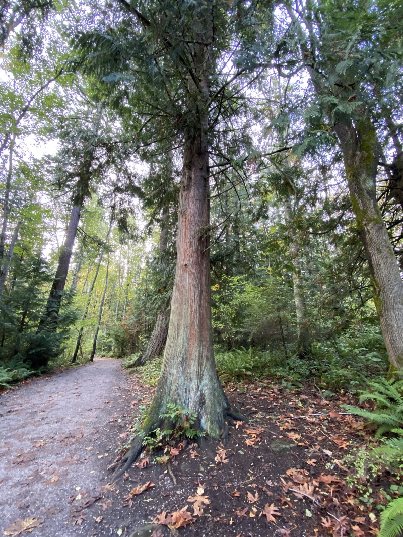 2020/10(October)/Lummi-Island-Kris-Bill-Sager-Washington-State/800x600_2020-10-12-Lummi-Island-WA-034-Whatcom-Falls-Park.JPG