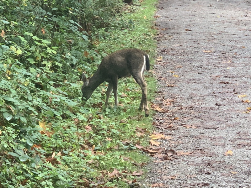 2020/10(October)/Lummi-Island-Kris-Bill-Sager-Washington-State/800x600_2020-10-12-Lummi-Island-WA-037-Whatcom-Falls-Park-deer.JPG