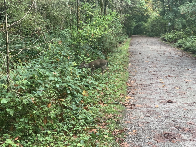 2020/10(October)/Lummi-Island-Kris-Bill-Sager-Washington-State/800x600_2020-10-12-Lummi-Island-WA-038-Whatcom-Falls-Park-deer.JPG