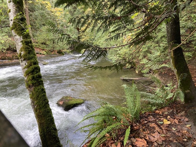 2020/10(October)/Lummi-Island-Kris-Bill-Sager-Washington-State/800x600_2020-10-12-Lummi-Island-WA-044-Whatcom-Falls-Park.JPG
