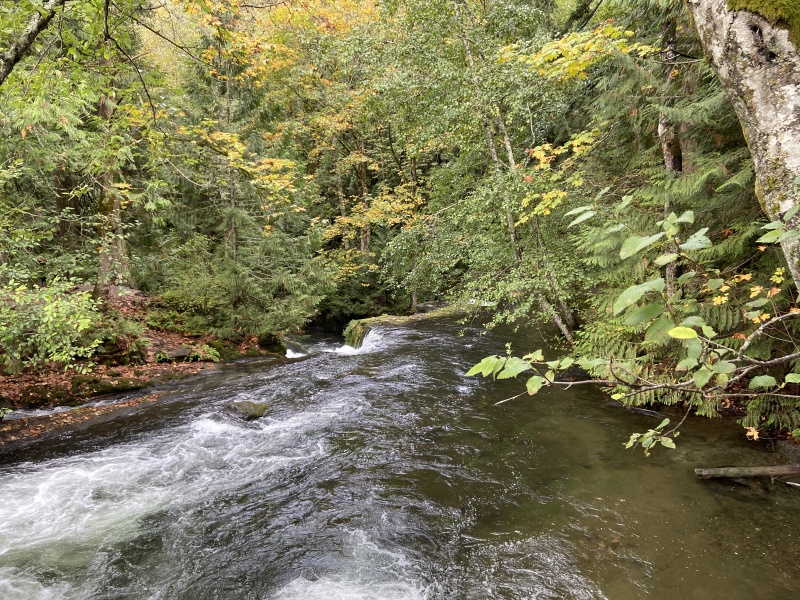 2020/10(October)/Lummi-Island-Kris-Bill-Sager-Washington-State/800x600_2020-10-12-Lummi-Island-WA-045-Whatcom-Falls-Park.JPG
