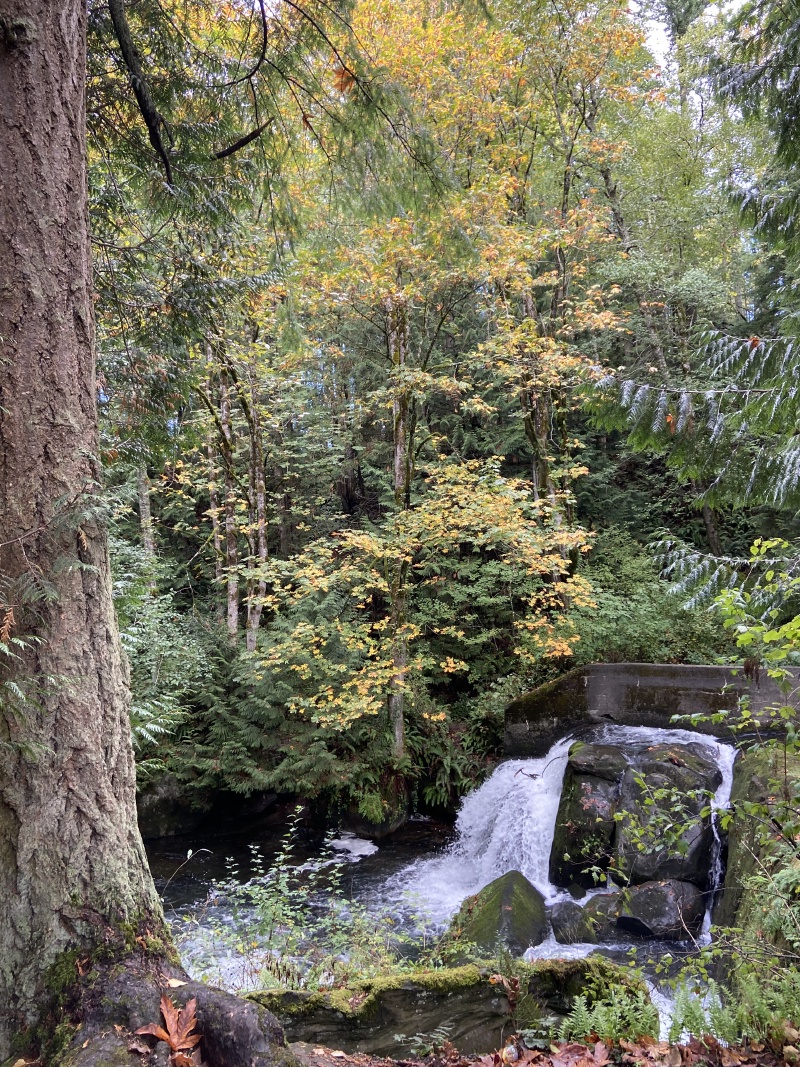 2020/10(October)/Lummi-Island-Kris-Bill-Sager-Washington-State/800x600_2020-10-12-Lummi-Island-WA-046-Whatcom-Falls-Park.JPG