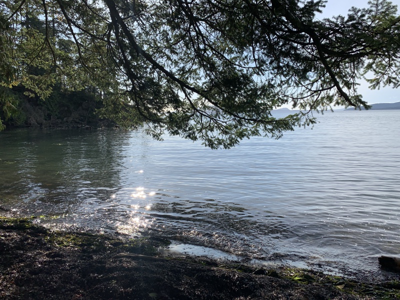 2020/10(October)/Lummi-Island-Kris-Bill-Sager-Washington-State/800x600_2020-10-12-Lummi-Island-WA-094-Larabee-State-Park.JPG