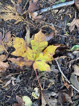 2020-10-10-Lummi-Island-WA-31-leaf.JPG