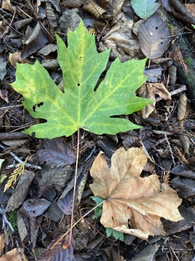 2020-10-10-Lummi-Island-WA-32-leaf.JPG