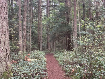 2020-10-10-Lummi-Island-WA-55.JPG