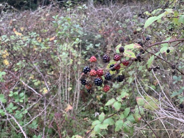 2020-10-11-Lummi-Island-WA-02.JPG
