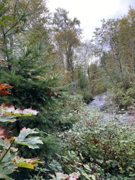2020-10-12-Lummi-Island-WA-019-Whatcom-Falls-Park.JPG