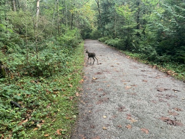 2020-10-12-Lummi-Island-WA-036-Whatcom-Falls-Park-deer.JPG