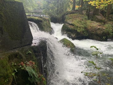 2020-10-12-Lummi-Island-WA-041-Whatcom-Falls-Park.JPG