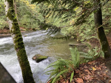 2020-10-12-Lummi-Island-WA-044-Whatcom-Falls-Park.JPG