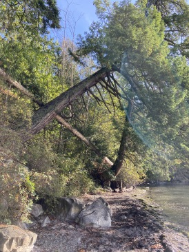 2020-10-12-Lummi-Island-WA-085-Larabee-State-Park.JPG