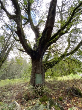 2020-10-13-Lummi-Island-WA-06.JPG