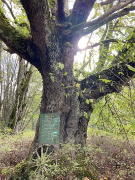 2020-10-13-Lummi-Island-WA-08.JPG