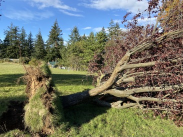 2020-10-14-Lummi-Island-WA-07-down-tree.JPG