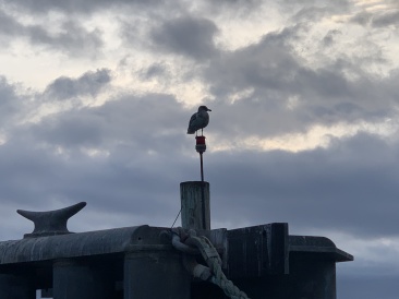 2020-10-17-Lummi-Island-WA-10.JPG