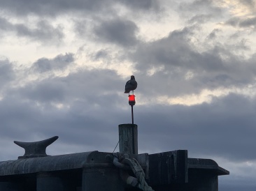 2020-10-17-Lummi-Island-WA-11.JPG