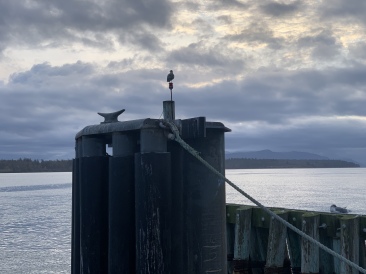 2020-10-17-Lummi-Island-WA-12.JPG