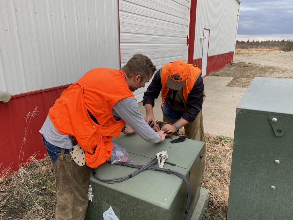 2020/11(November)/Hunting-South-Dakota/1024x768_2020-11-08-SD-Hunting-27-Josh-Mike-cleaning-birds.JPG