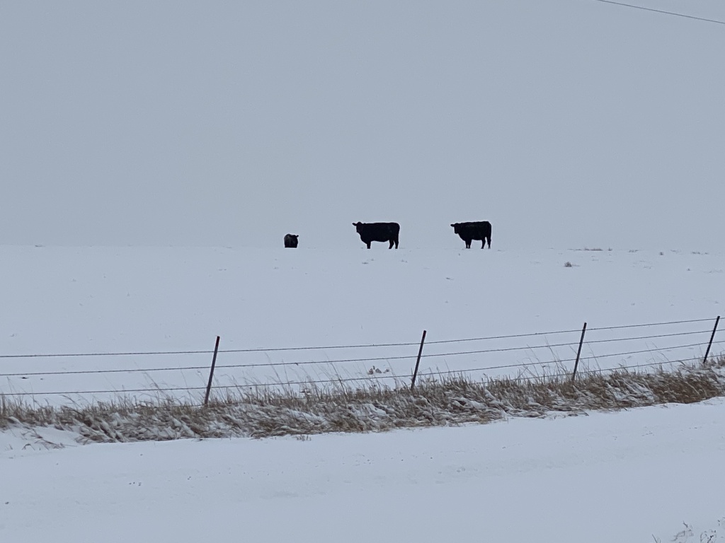 2020/11(November)/Hunting-South-Dakota/1024x768_2020-11-10-SD-Hunting-14-snow-cows.JPG