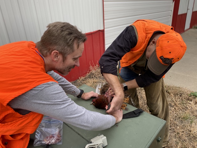 2020/11(November)/Hunting-South-Dakota/640x480_2020-11-08-SD-Hunting-28-Josh-Mike-cleaning-birds.JPG